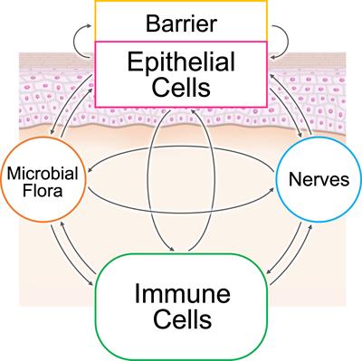 Inflammatory loops in the epithelial–immune microenvironment of the skin and skin appendages in chronic inflammatory diseases